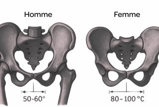 illustration Osseuse de Pubis homme et femme 