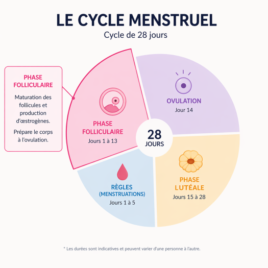 schéma de la phase folliculaire dans un cycle menstruel de 28 jours