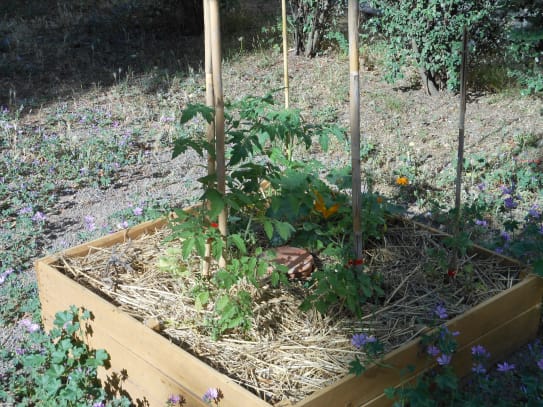 carrés potagers
