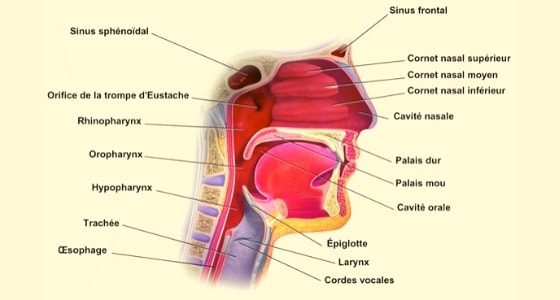 Anatomie cancer ORL