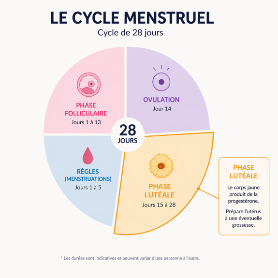 schéma cycle menstruel sur 28 jours et phase lutéale