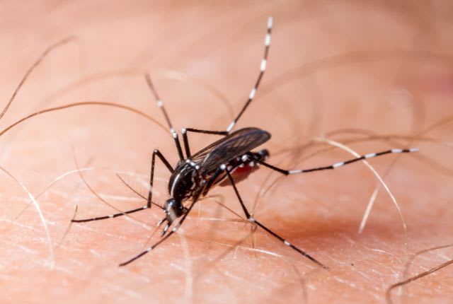 Chikungunya à la Réunion avril 2025. Image d'un moustique-tigre sur une peau humaine, vecteur du virus du chikungunya.