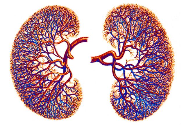 Illustration des reins. La créatinine est souvent utilisée comme indicateur de la santé rénale.