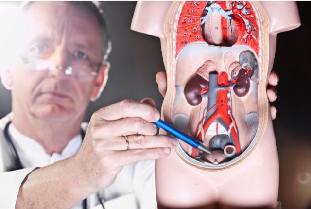 Cystectomie : un médecin indique où se situe la vessie dans l'organisme, derrière le pubis.