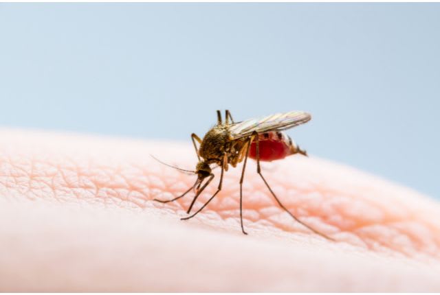 Leishmaniose : un insecte potentiellement porteur de la leishmania (maladie parasitaire) en train de piquer une peau.
