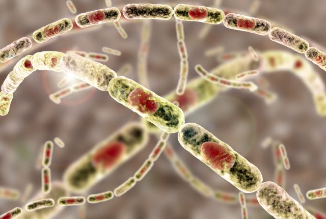 La lèpre est une maladie infectieuse causée dans 98% des cas par le bacille de Hansen.