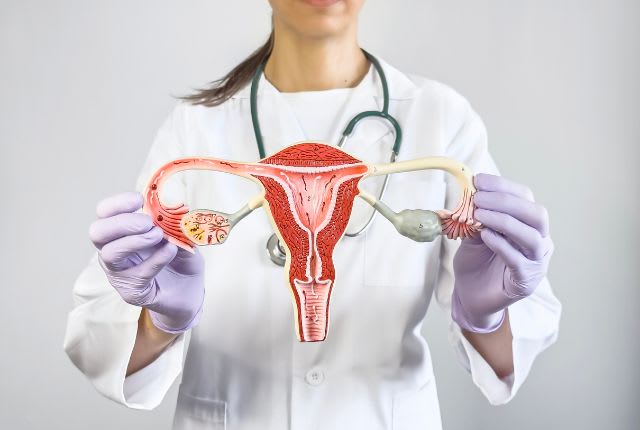 Opération des ovaires par robot à Valenciennes. Une gynécologue présente un modèle anatomique du système de reproduction de la femme.
