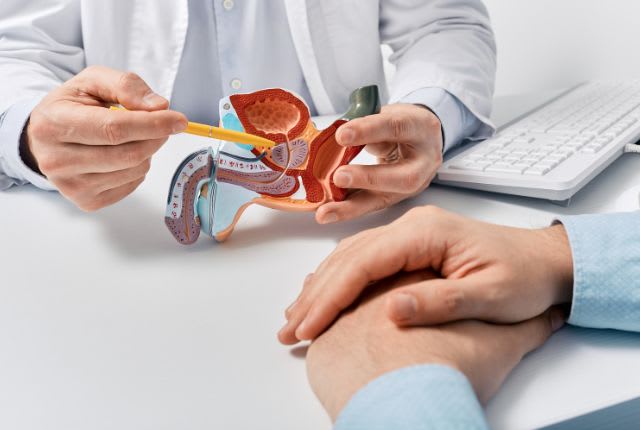 Opération de la prostate par robot à Valenciennes. Un soignant montre où se situe la prostate sur un modèle anatomique du système reproducteur masculin.