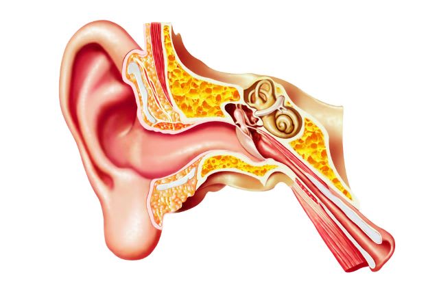 Schwannome ou neurinome : definition, symptome, soin. Dessin de l'anatomie d'une oreille. On voit en haut au centre, en jaune, l'os appelé rocher.