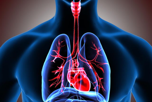 Trachéite. Image médicale de la trachée.