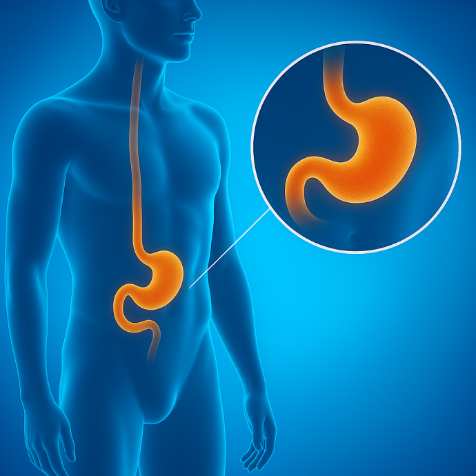 illustration et position du duodénum sur le corps humain en imagerie médicale 