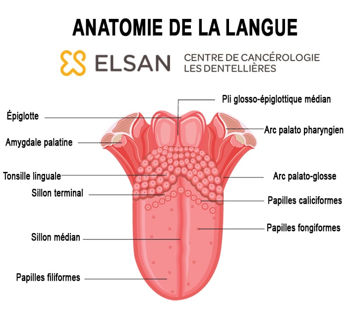 anatomie cancer langue