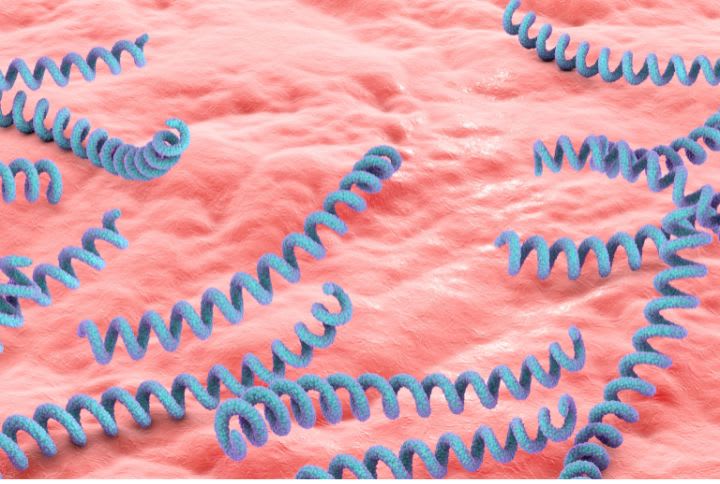 Syphilis - Illustration d'une bacterie de la syphilis