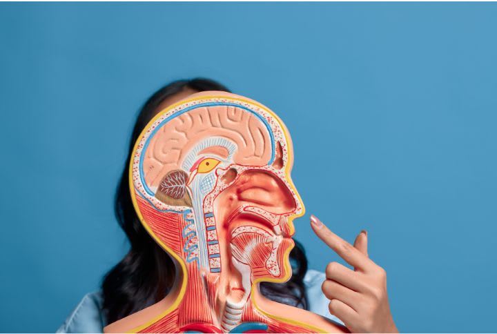 Nez : un soignant pointe l'appendice nasal sur un modèle en plastique d'une tête humaine.