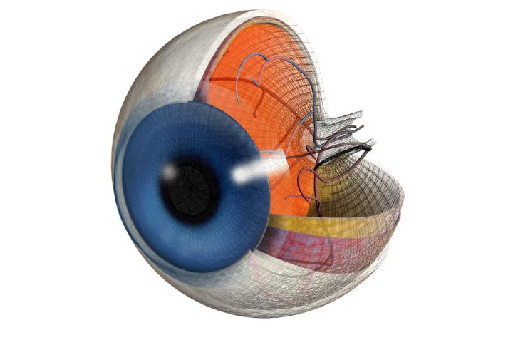 Anatomie de l'oeil
