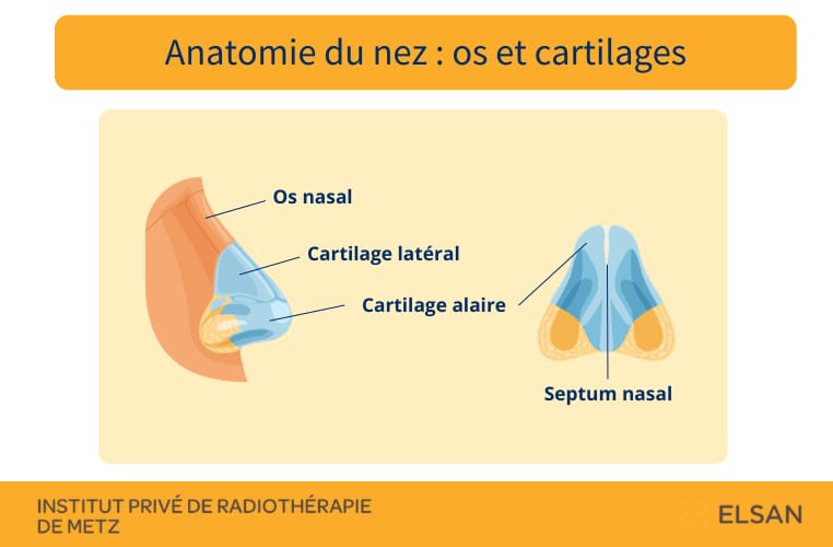 Anatomie du nez