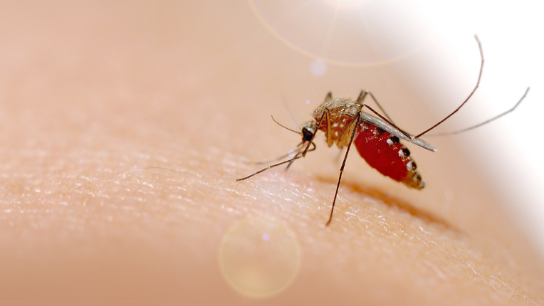 Chikungunya France août 2025 : situation en métropole, Outre-mer et alerte mondiale