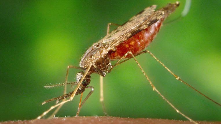traitement ou prévention contre le paludisme. CVI Elsan Paris. Image d'un moustique anophèle qui peut transmettre le paludisme ou malaria.