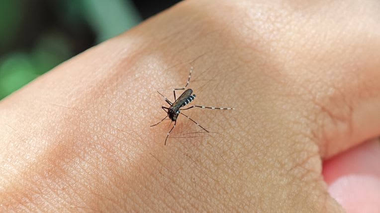 Fièvre jaune : image d'un moustique du genre Aedes sur la peau d'une main.