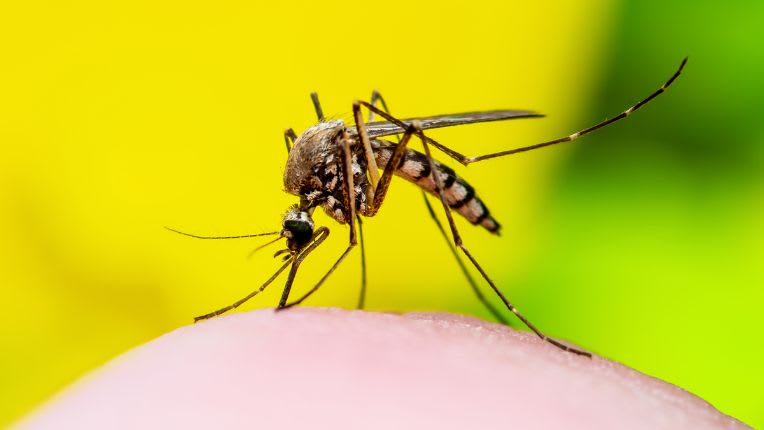 Le moustique tigre peut-il transmettre la dengue en France métropolitaine ? Photo d'un moustique-tigre avec sa robe noire et blanche.