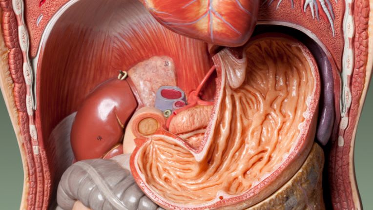 operation cardia par robot à Agen. Image de l'anatomie du système digestif, avec l'estomac et le cardia qui fait la jonction avec l'l'œsophage, au-dessus..