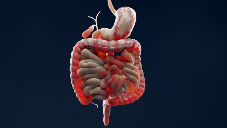 Opération du cardia par robot à Toulouse. Image en 3D du système digestif avec le cardia situé en haut entre l'œsophage et l'estomac, en forme de haricot, que l'on repère bien.