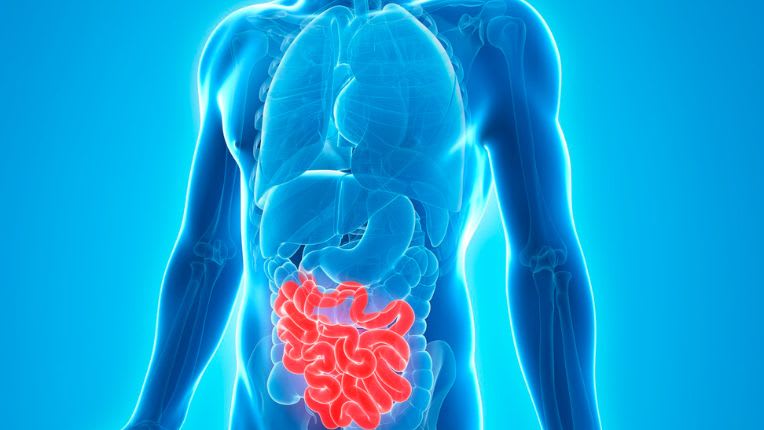 Opération de l'intestin grêle par robot à Valenciennes. Emplacement de l'intestin grêle figuré en rouge sur l'image d'un abdomen humain.