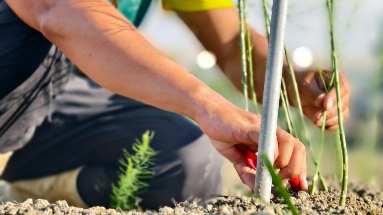 Tétanos : image d'un jardinier en train de planter des jeunes pousses. Les jardiniers sont exposés s'ils ne sont pas vaccinés ou pas à jour de leur vaccin contre le tétanos.
