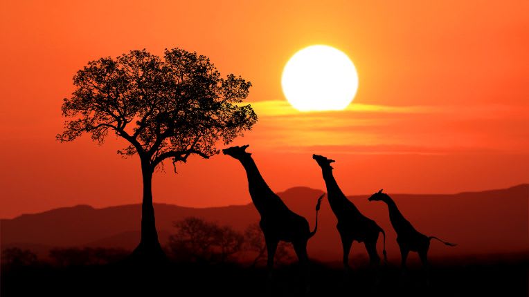 Vaccin Afrique du sud. Image de girafes au coucher du soleil en Afrique du sud.