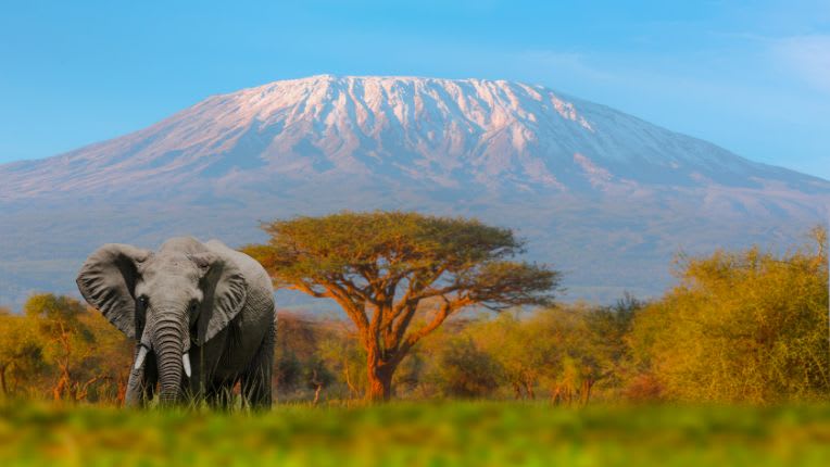 Vaccin fièvre jaune en Tanzanie. Photo du Mont Kilimandjaro avec des acacias et un éléphant en premier plan.