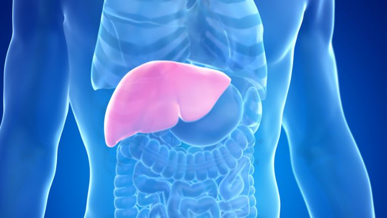 Vaccin contre l'hépatite A à Lyon. CVI Elsan. Image de synthèse montrant le foie dans l'abdomen.