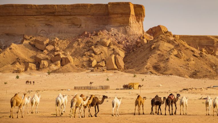 Vaccin Omra Lyon. Troupeau de chameau à côté de Ryadh.
