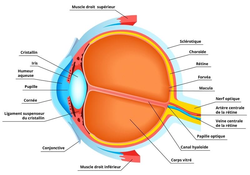 Anatomie oeil