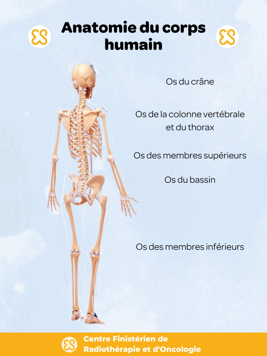 anatomie du corps humain – le squelette