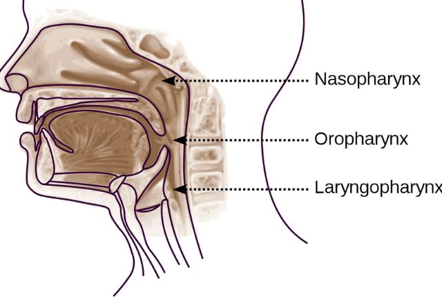 Cancer oropharynx : definition, symptôme, traitement. Schéma du profil d'une tête montrant l'emplacement, dans l'ordre, de haut en bas, du nasopharynx, de l'oropharynx et du laryngopharynx.