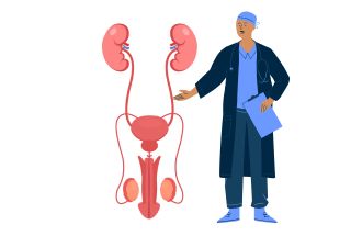 Illustration partie génital de lhomme pour présenter la Prostate avec un illustration dun médecin montrant cette partie de sa main droit avec une fiche médicale dans la main gauche