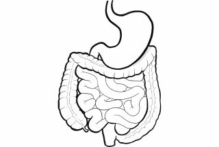 Illustration estomac en noir et blanc