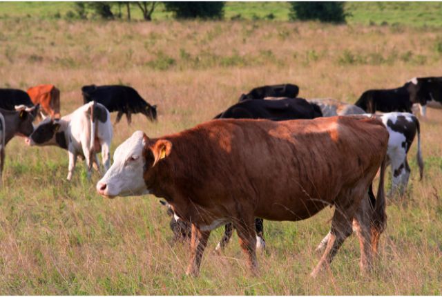maladie de la vache folle