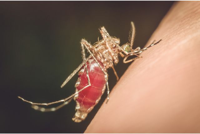 Paludisme : image d'un moustique en train de piquer un bras.