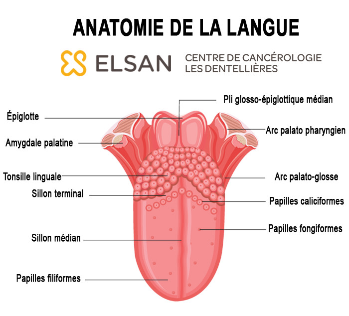 anatomie cancer langue