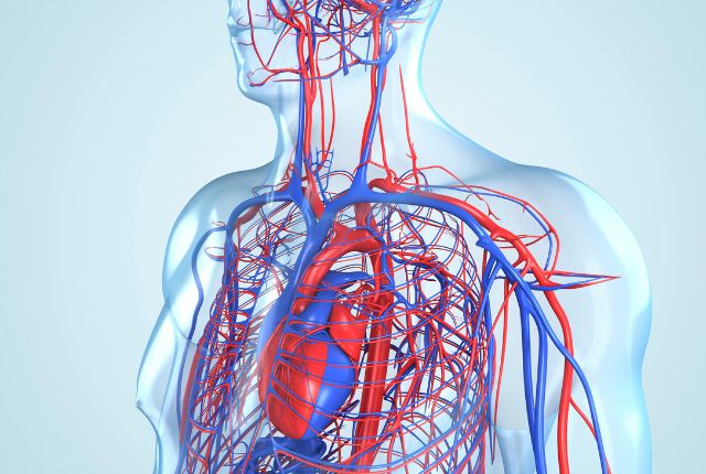 Angiosarcome : définition, vasculaire, espérance de vie. Image d'un corps humain et de son réseau veineux et artériel.
