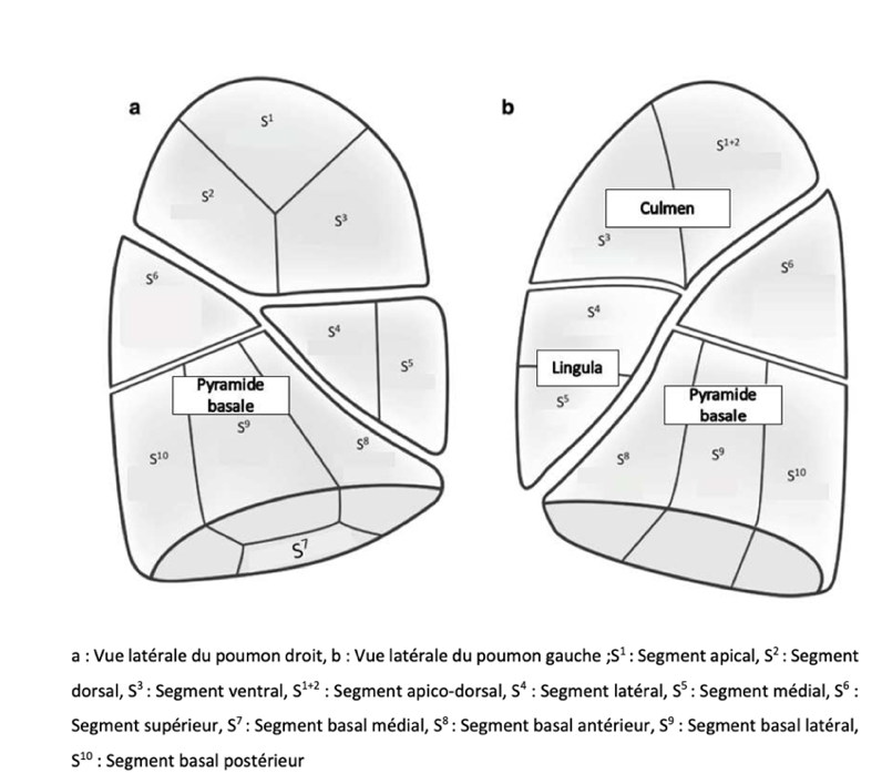 Segmentation pulmonaire