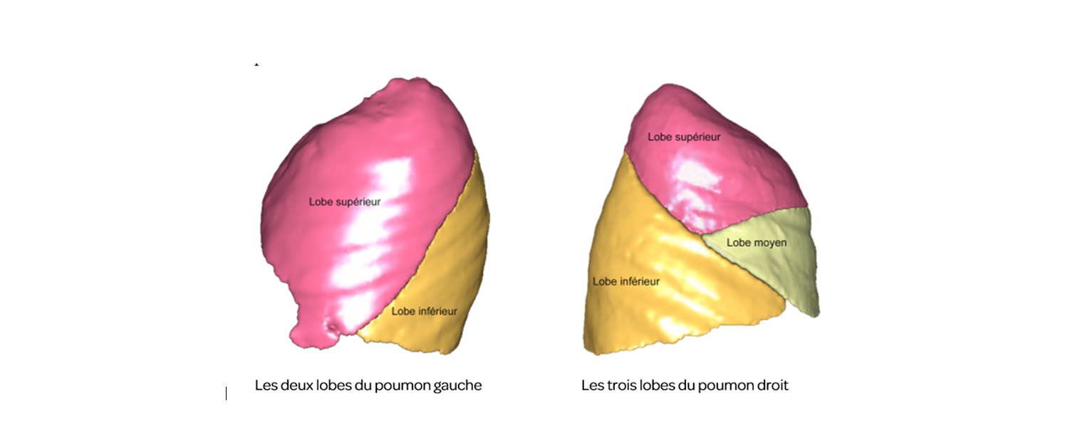les deux lobes du poumon