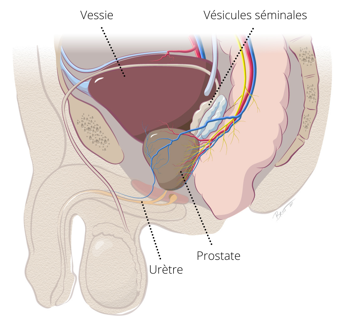 "Schéma de la prostate"