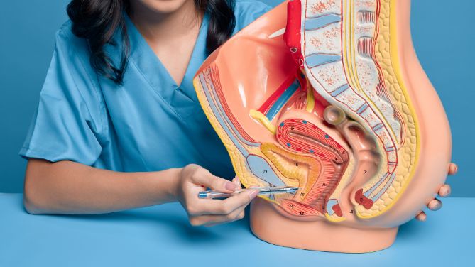 Quels sont les premiers symptômes du cancer de la vessie ? Une soignante montre désigne l'emplacement de la vessie sur un modèle anatomique en plastique.