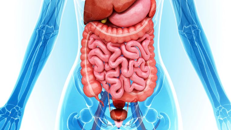 Rectocèle : est-ce grave ? Quelle différence avec prolapsus ? Image virtuelle de l'intérieur d'un abdomen avec tous les organes, foie, intestin, vessie...