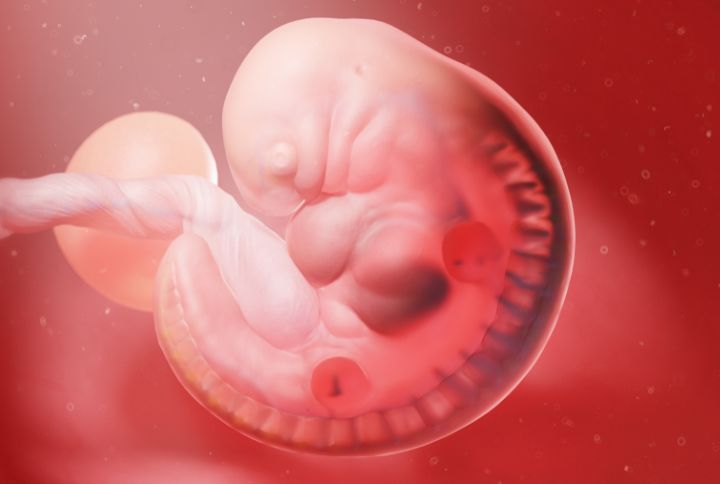 Saignement d'implantation : image d'un embryon humain à la 5e semaine de gestation.