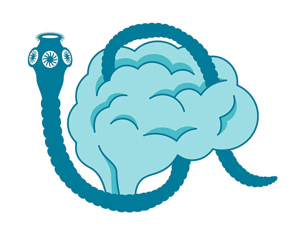 ver solitaire ou ténia représentation