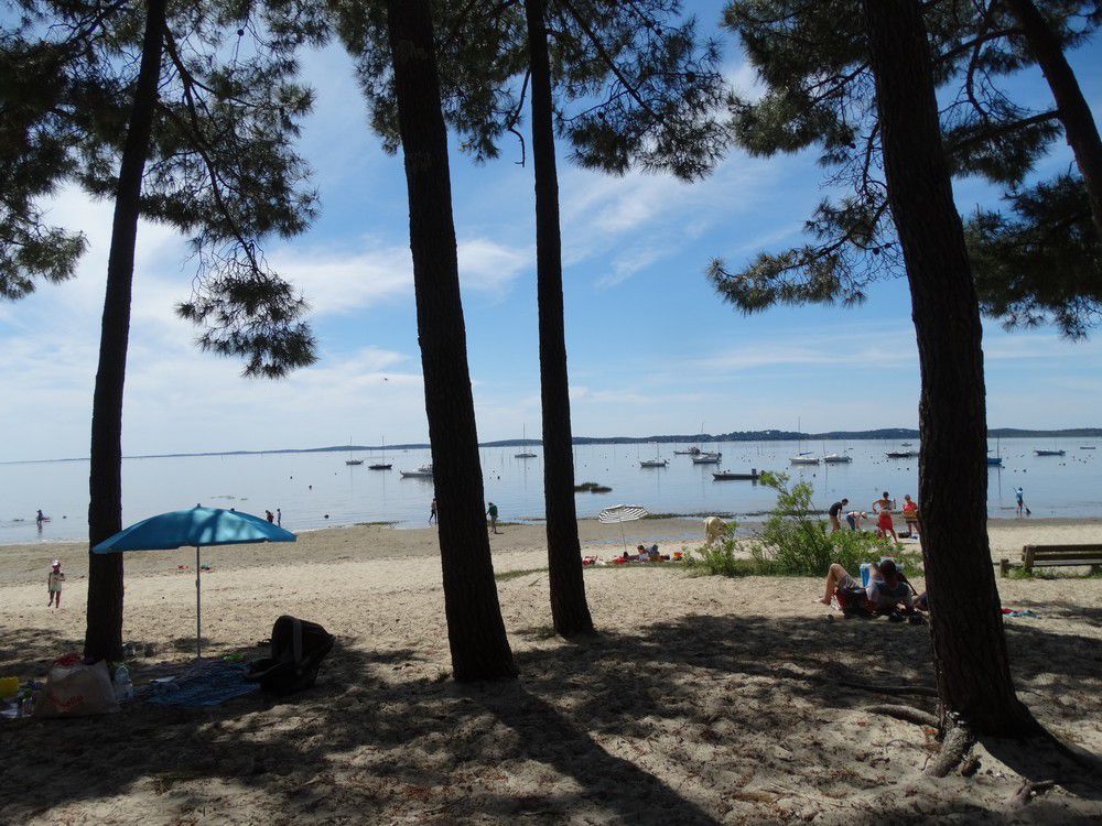 Paysage d'une plage sous les pins