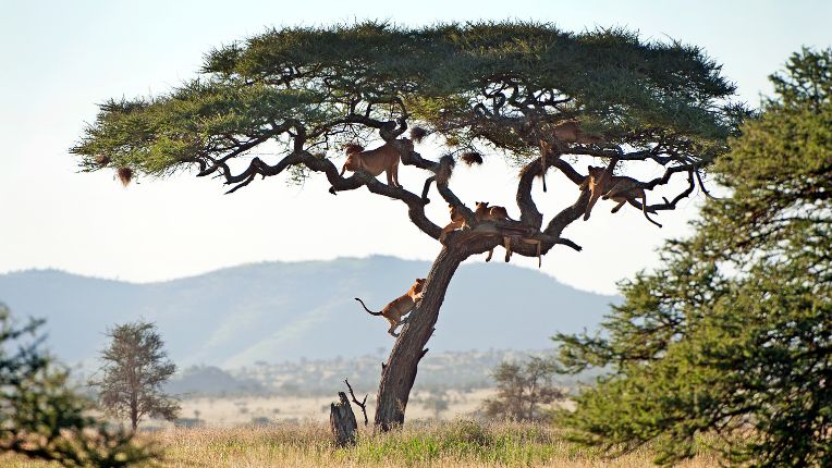 Vaccins pour se rendre en Tanzanie. Image de lions perchés sur un arbre dans le parc national du Serengeti.